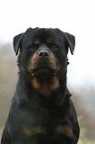 ROTTWEILER 404